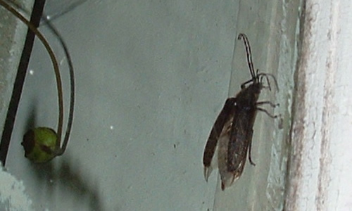 Evil Bug