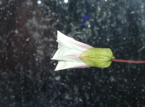 White on night