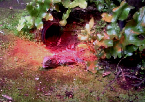Tuatara @ VUW