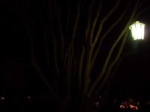 Tree by Latern