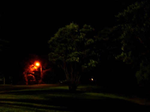Second Night Tree