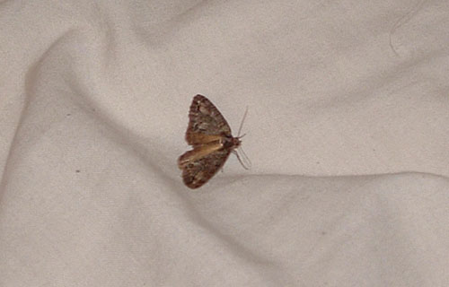 Bed Bug