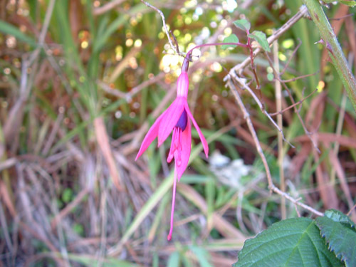 Macro Flower