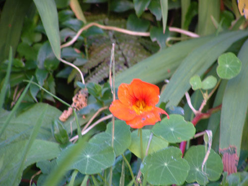 Orange Flower