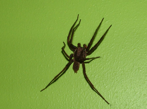 Spider