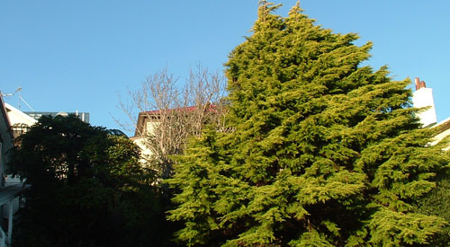 Contrasting Trees