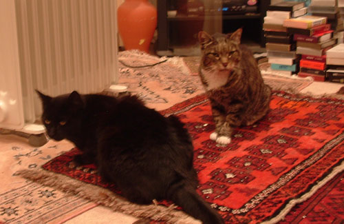 Cats