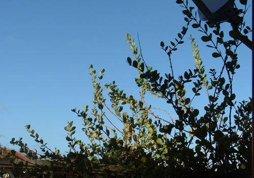 Sunny Day