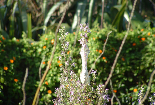 Insects