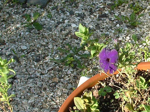 One Purple Flower