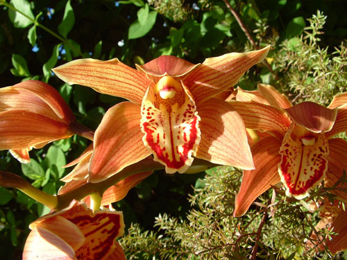 Orchid #1