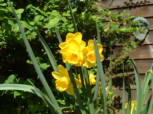 Miniature Daffodils