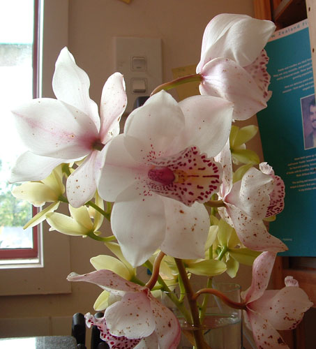 Orchid #2