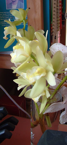 Orchid #3