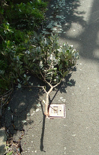Grounded Branch