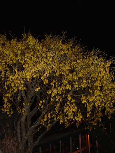 Kowhai Tree