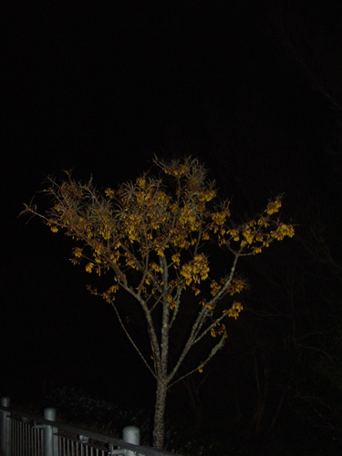 Kowhai II