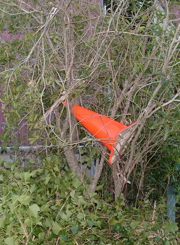 Cone in a Tree