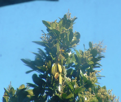 Tree Tip