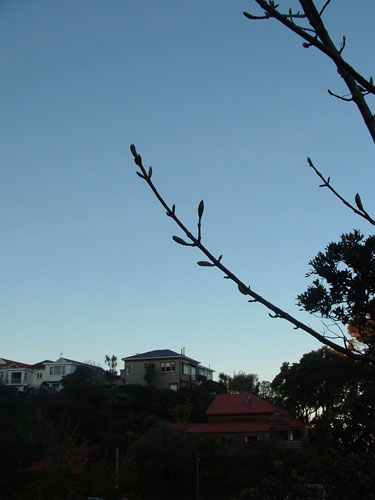 Tree before Dusk