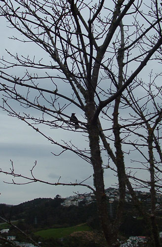 Morning Bird