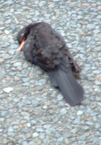 Road Bird