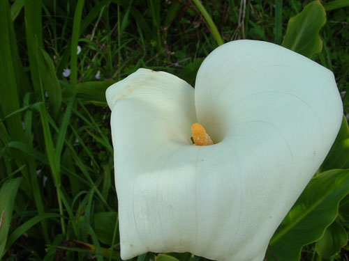 Calla Lilly