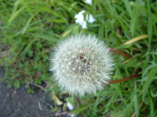 Dandelion