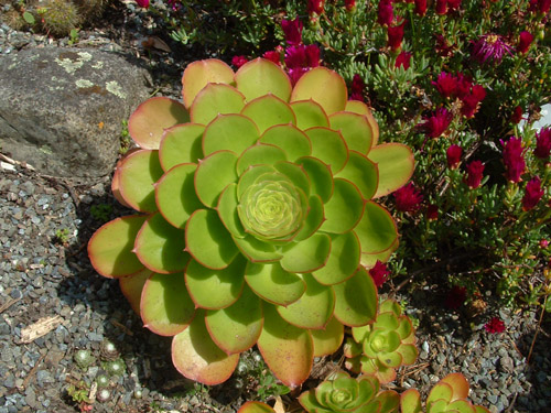 Succulent Plant #2