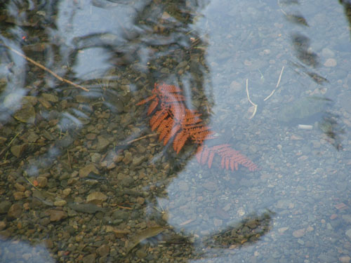 Submerged Leaf