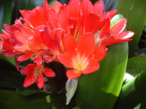 More Red Flowers