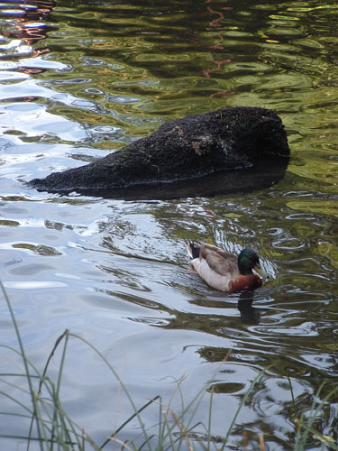 Duck #1