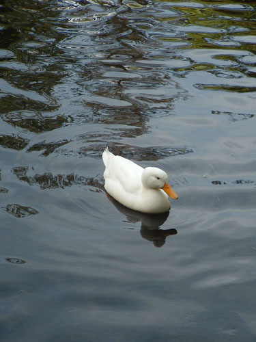 Duck #2