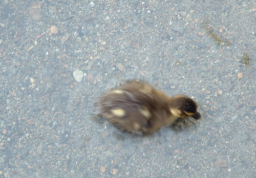 Duckling