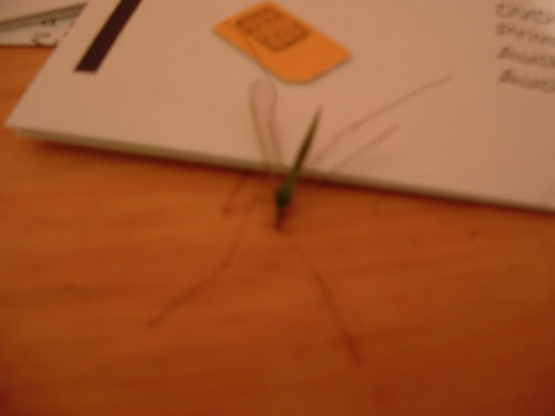 One Bug