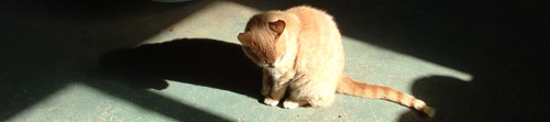 Artistic Cat [Jake]