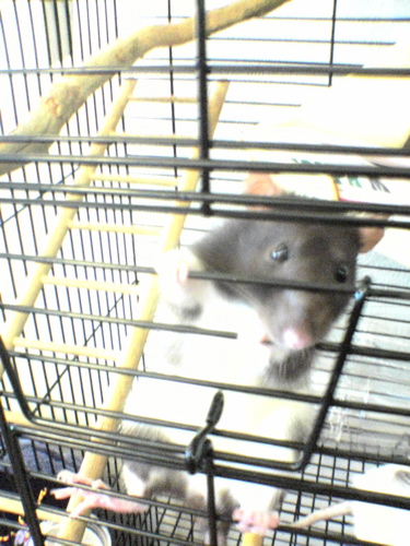 Rat Shot