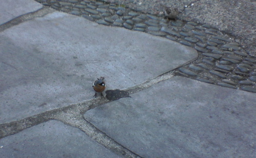 Little Bird