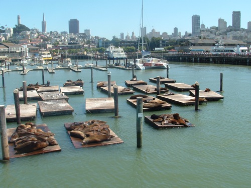 Sea lions