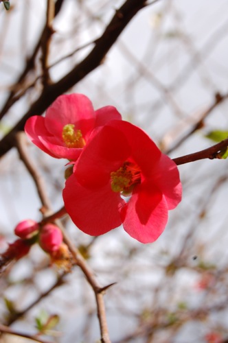 Red flowers, gain