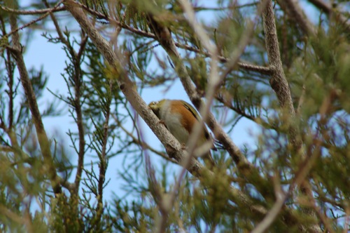 Bird among the leaves