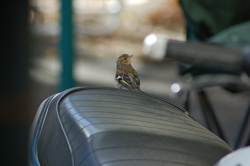 Everyone wants a ride