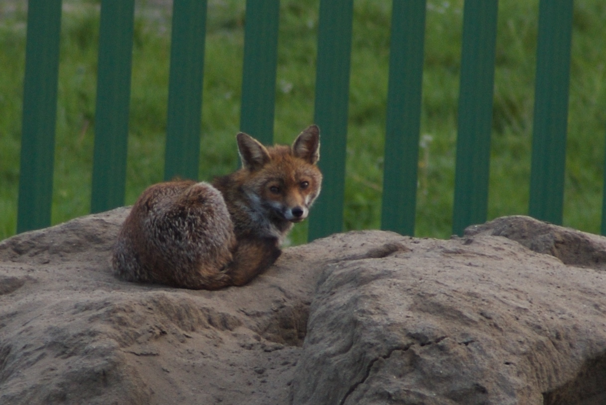 Fox