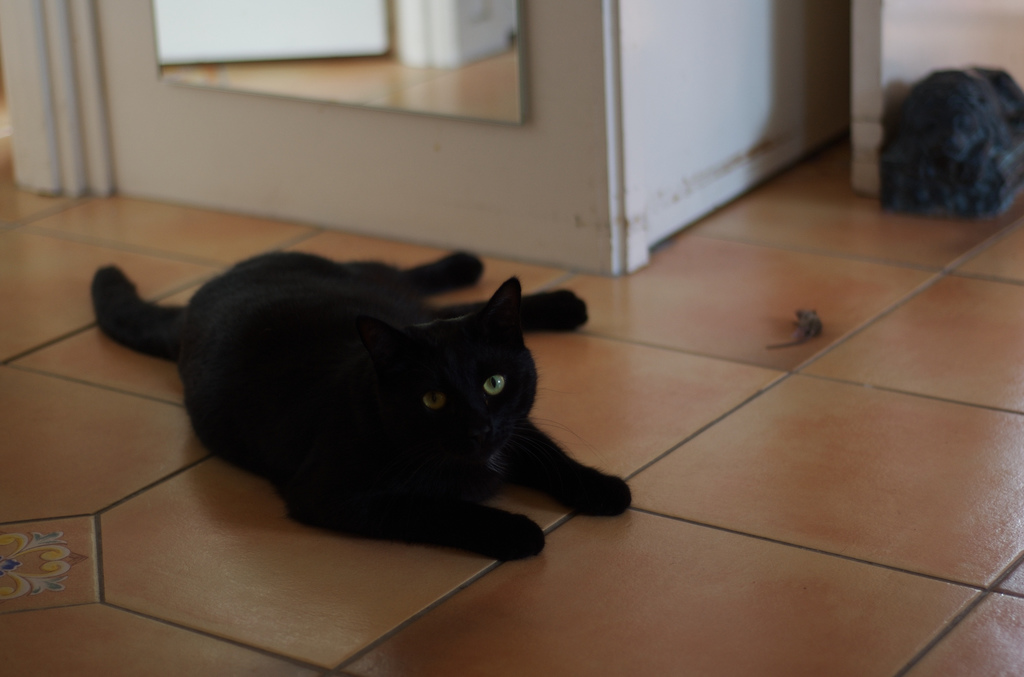 Max, with mouse